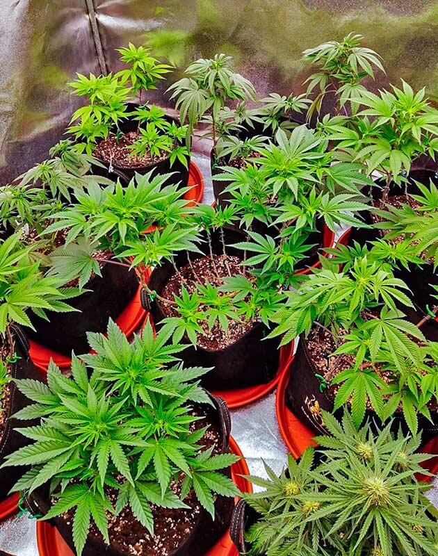 Кусты Biscotti Mintz на последней неделе вегетации