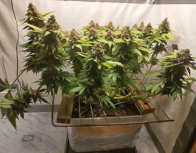 Сбор урожай с куста Glue Sherbert