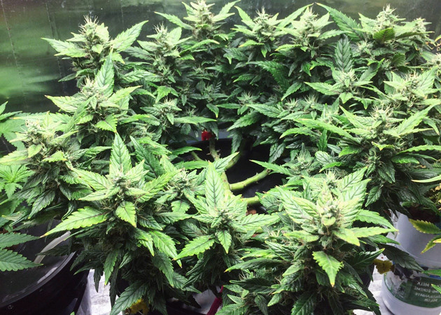 Формирование соцветий на 13 неделе