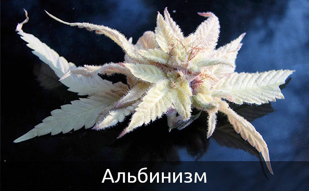 Каннабис белого цвета