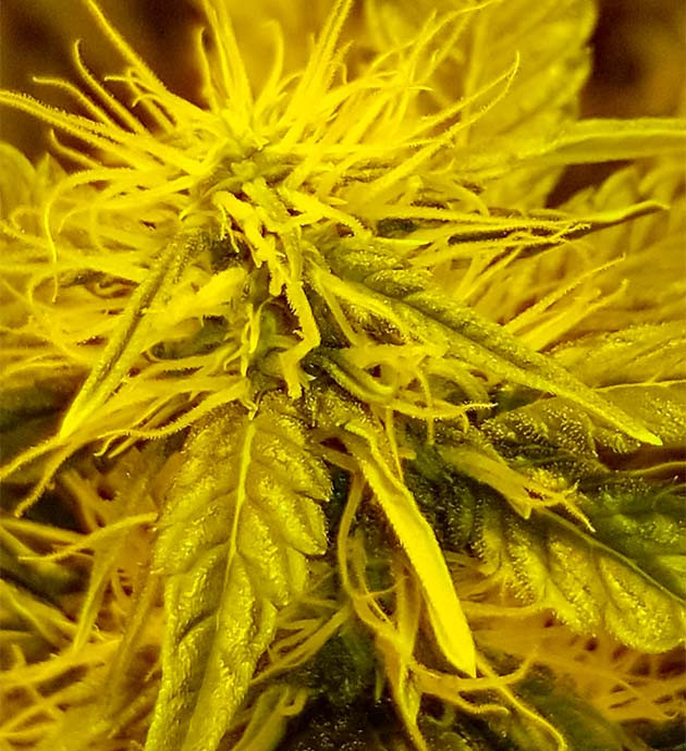 Куст Original Auto Sour Diesel на цветении