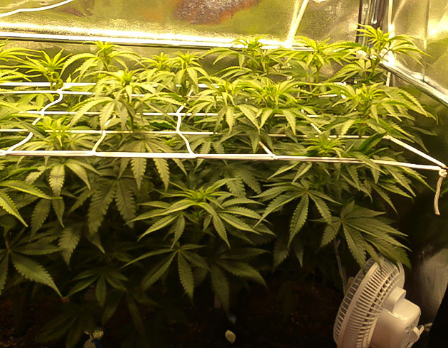 Сетка Скрог над верхушками кустов