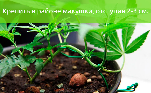 Крепление в районе макушки