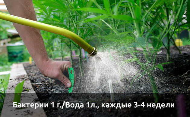 Подготовка почвы с ризобактериями