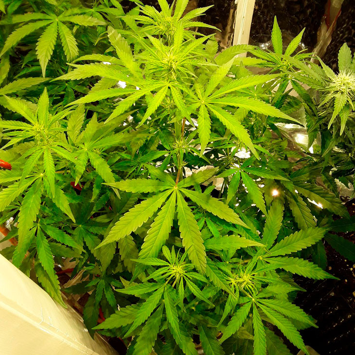 Начало цветения Auto New York City