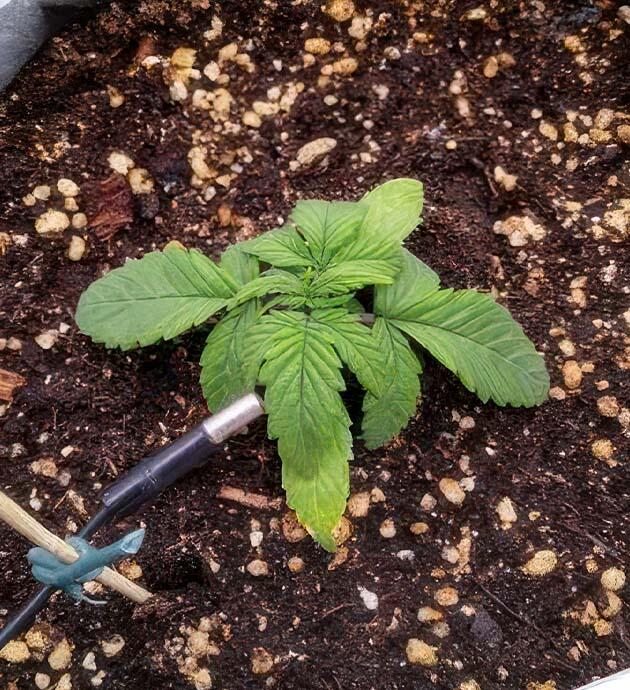 Тепловой стресс у конопли Растишка +Speed Auto на 3 неделе выращивания