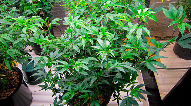 DDoS #33 дневник по выращиванию