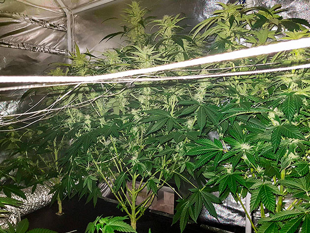 Подготовка к харвесту конопли Shiskaberry