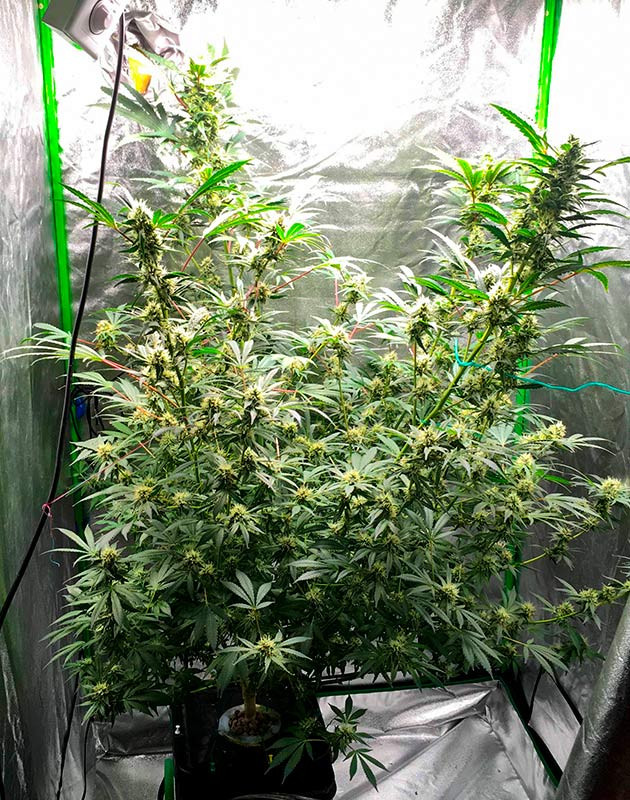 Превращение помещения в джунгли и появление бутонов