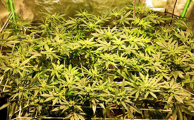 Борьба с паразитами