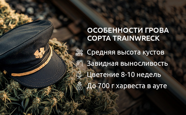 Выращивание Trainwreck: советы для индора и аутдора