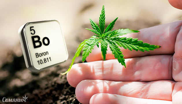 Нехватка бора у каннабиса