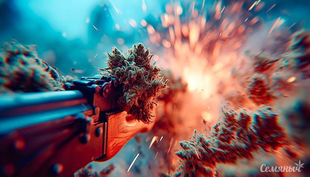 АК-47 — легендарный сорт конопли