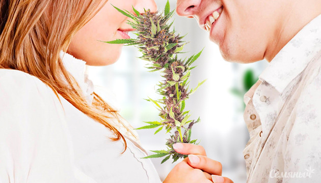 Конопля и влюбленные