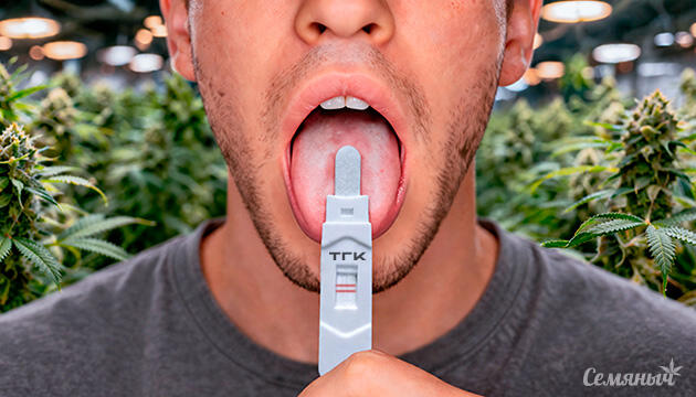 Как долго конопля обнаруживается в организме человека