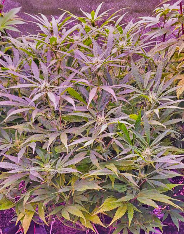 8 неделя выращивания марихуаны