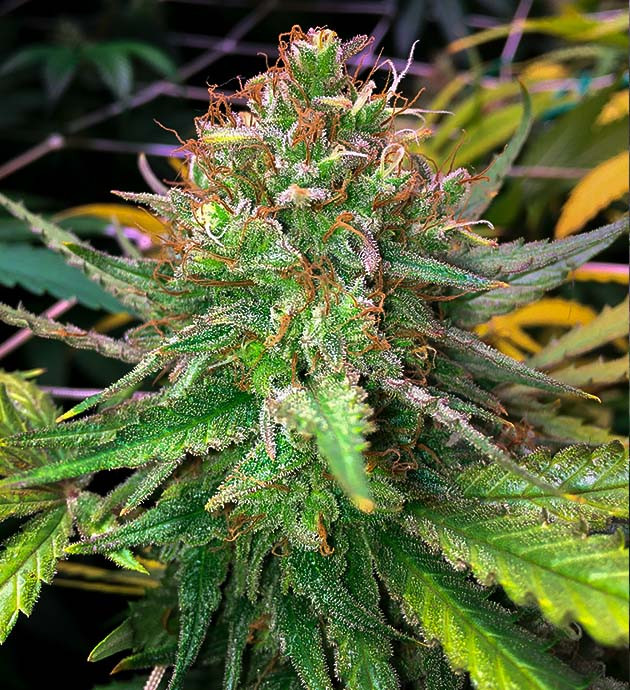 Куст перед харвестом