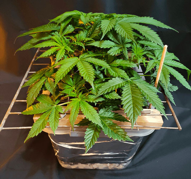 Нехватка фосфора у куста Glue Sherbert