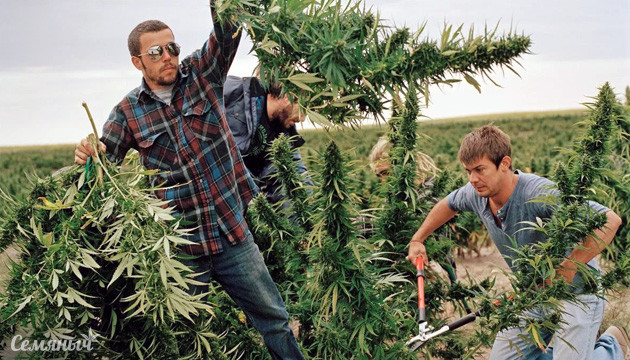 Урожай марихуаны