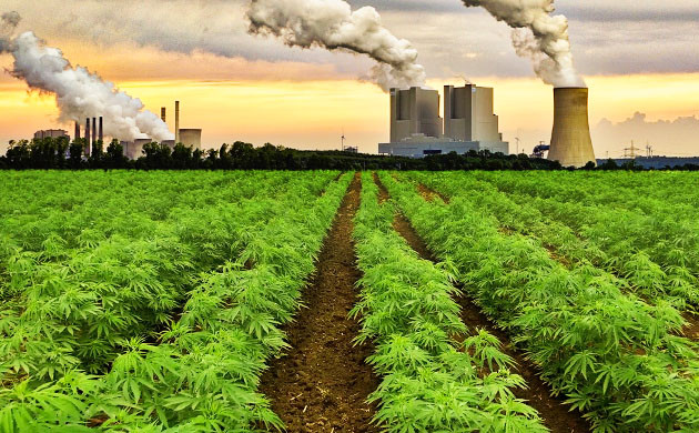 Выращивание каннабиса рядом с заводами