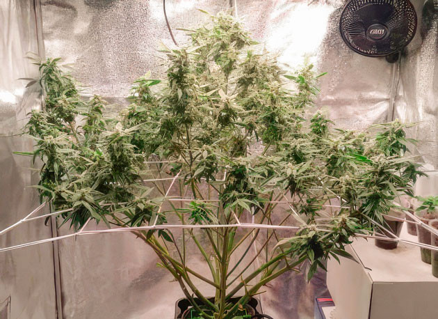 Куст Auto Orange Bud на 11 неделе выращивания