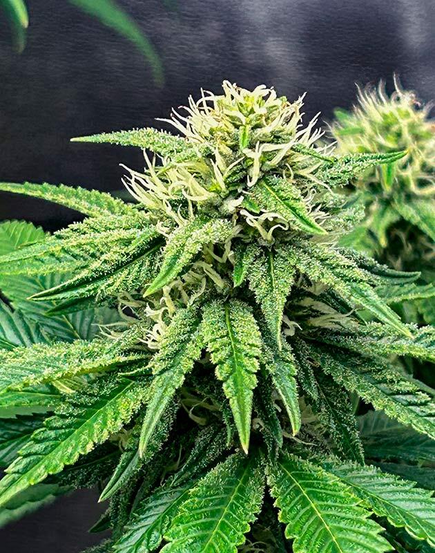 Конопля в середине цветения с активной смолой