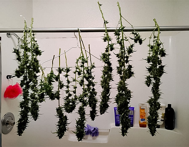 Конопля на сушке