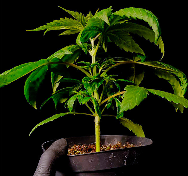 Стимуляция роста куста Sweet Cherry Pie