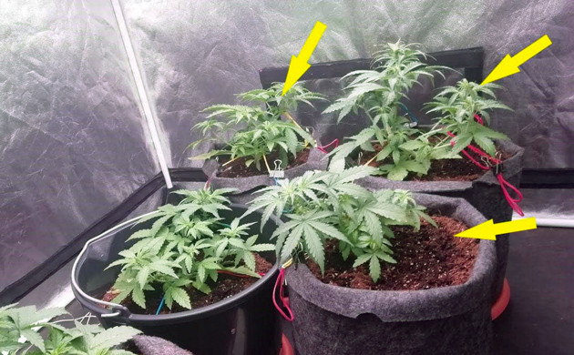 Кусты высотой 45, 34 и 24 сантиметра