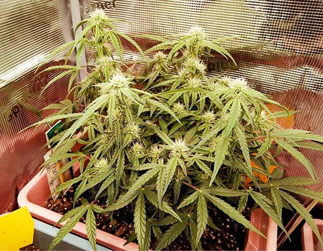 Куст Godfather OG Auto на стадии цветения