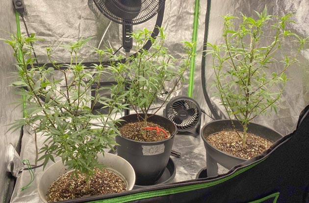 Blueberry Muffin: новая фаза жизни