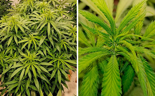 Хорошая марихуана Amherst Sour Diesel