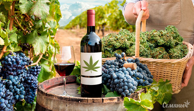 Вино, произведенное на территории с коноплей