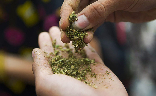 Измельчение соцветий каннабиса