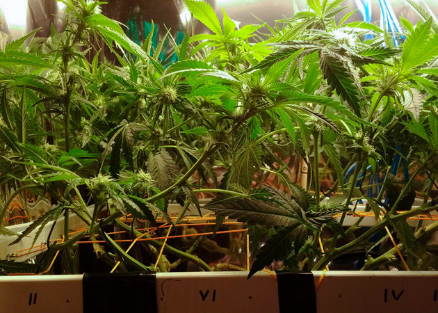 Куст конопли ростом 43 см