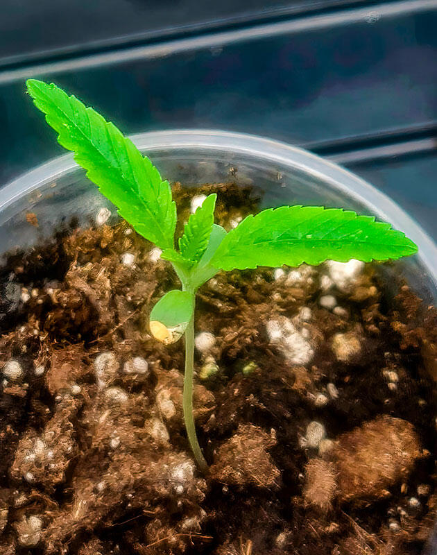 Вторая неделя вегетации: формирование первых настоящих листьев