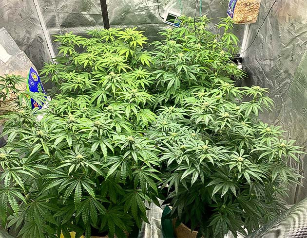 Признаки перекорма у Notorious THC