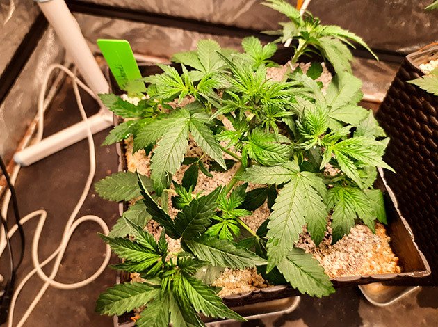 Куст конопли Tashkenti Auto на 3 неделе выращивания