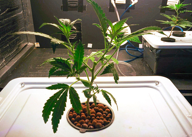 Топпинг на 23 день выращивания