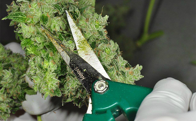 Обработка попокорновых шишек