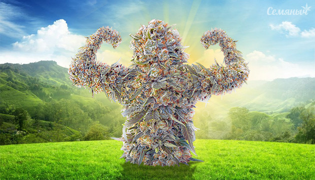 Самые мощные сорта для аутдора 2020