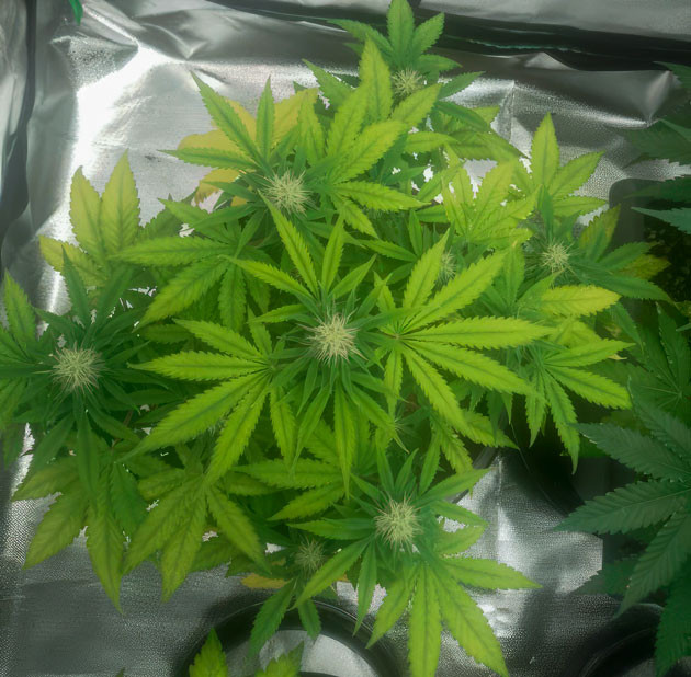 Конопля бледно-зеленого цвета на 8 неделе