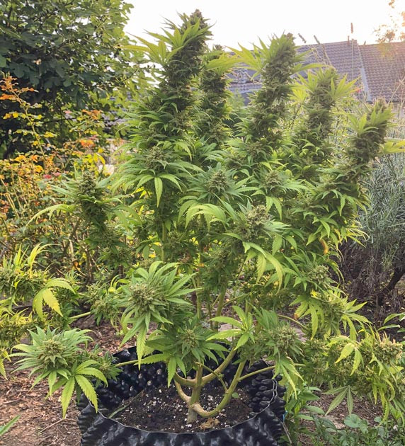 Итоги 23 недель выращивания Atomical Haze