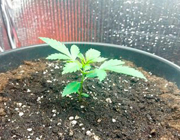 Полив и развитие марихуаны Растишка Auto Tutankhamon от сидбанка Pyramid Seeds на 2 неделе