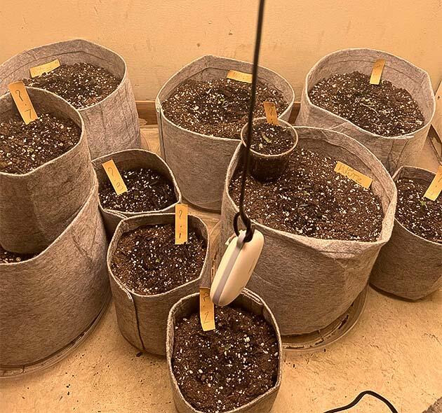 1 неделя сорта Mac n’ Jack R1 от Ethos Genetics