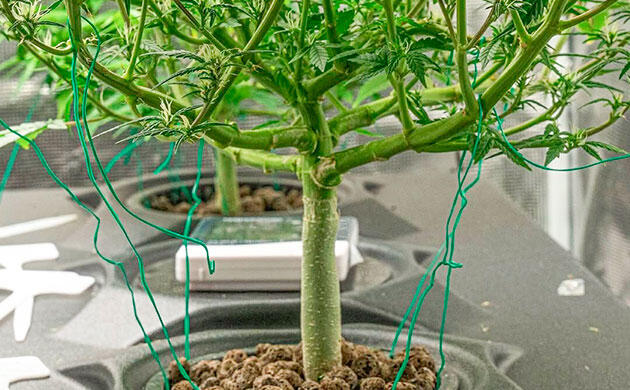 Мягкие подвязки для тренировки побегов