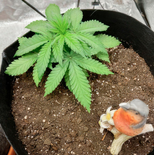 2-3 неделя Dark Phoenix от Green House Seeds