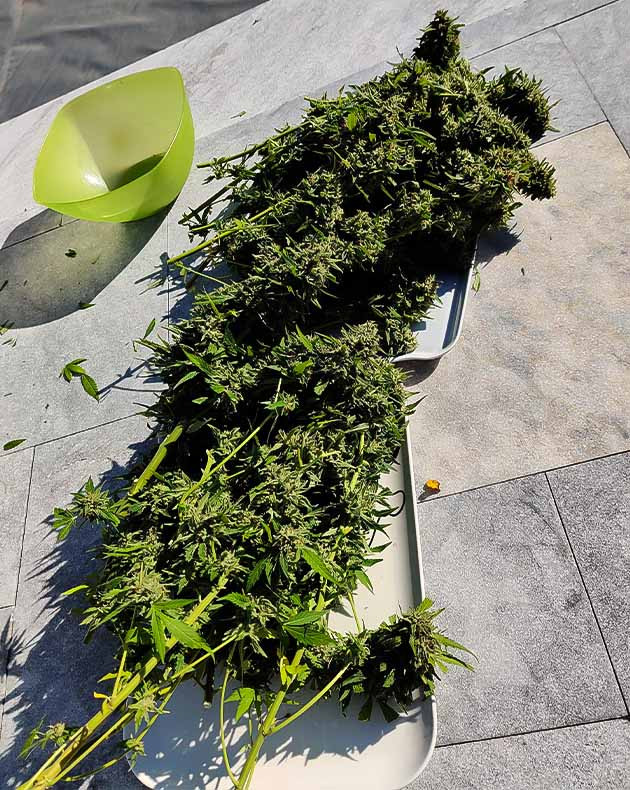 Сбор урожая Wedding Gelato