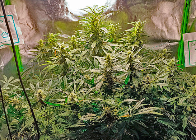 Соцветия каннабиса с признаками гнили и плесени