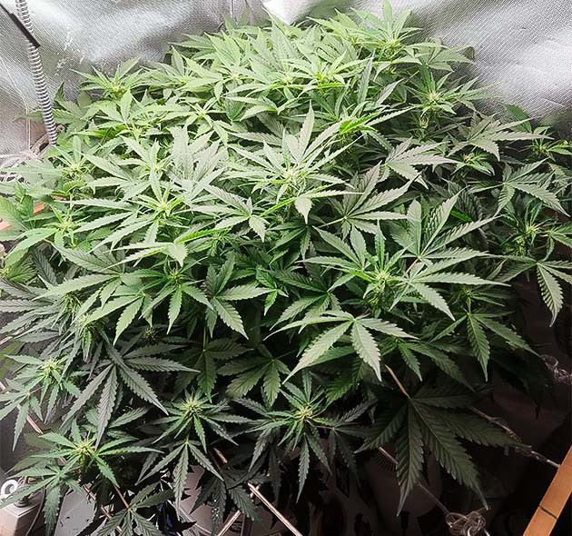 Куст ростом 50 см